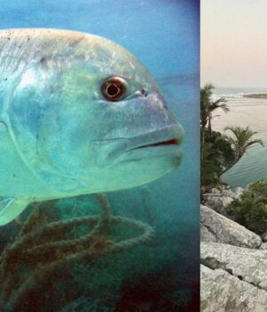 Енергетичні-вихри-чи-паломництво:-вчені-розгадали,-чому-гігантські-риби-збираються-в-Африці
