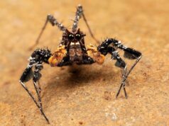 Маленький мозок, але високий інтелект: біолог розповів про павука з унікальними здібностями Маленький-мозок,-але-високий-інтелект:-біолог-розповів-про-павука-з-унікальними-здібностями