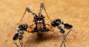 Маленький мозок, але високий інтелект: біолог розповів про павука з унікальними здібностями Маленький-мозок,-але-високий-інтелект:-біолог-розповів-про-павука-з-унікальними-здібностями