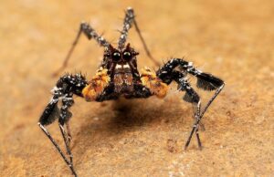 Маленький мозок, але високий інтелект: біолог розповів про павука з унікальними здібностями Маленький-мозок,-але-високий-інтелект:-біолог-розповів-про-павука-з-унікальними-здібностями