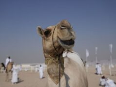 Ворог використовує віслюків та верблюдів для доставлення боєкомплекту на фронт — DeepState Ворог-використовує-віслюків-та верблюдів-для-доставлення-боєкомплекту-на фронт —-deepstate