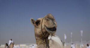 Ворог використовує віслюків та верблюдів для доставлення боєкомплекту на фронт — DeepState Ворог-використовує-віслюків-та верблюдів-для-доставлення-боєкомплекту-на фронт —-deepstate