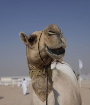 Ворог-використовує-віслюків-та верблюдів-для-доставлення-боєкомплекту-на фронт —-deepstate