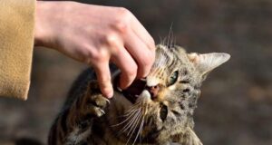 У Литовезькій громаді – 60-денний карантин через сказ у кота У-Литовезькій-громаді-–-60-денний-карантин-через-сказ-у-кота