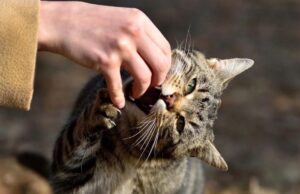 У Литовезькій громаді – 60-денний карантин через сказ у кота У-Литовезькій-громаді-–-60-денний-карантин-через-сказ-у-кота