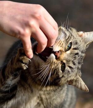 У-Литовезькій-громаді-–-60-денний-карантин-через-сказ-у-кота