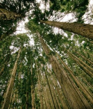 Дерева-у-лісах-можуть-бути-живими-батарейками:-вчені-шукають-нове-джерело-чистої-енергії