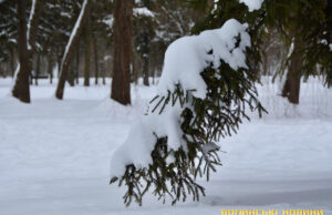 Сніг на вихідних, а з понеділка похолодання. Погода на Волині знову капризує Сніг-на-вихідних,-а-з-понеділка-похолодання.-Погода-на-Волині-знову-капризує