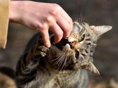 У громаді на Волині ввели карантин через скаженого кота У-громаді-на-Волині-ввели-карантин-через-скаженого-кота