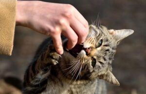 У громаді на Волині ввели карантин через скаженого кота У-громаді-на-Волині-ввели-карантин-через-скаженого-кота