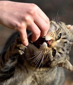 У-громаді-на-Волині-ввели-карантин-через-скаженого-кота