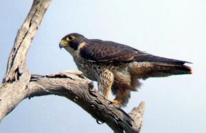 Розвиває швидкість понад 320 км/год: на Одещині зафіксували незвичного птаха Розвиває-швидкість-понад-320-км/год:-на-Одещині-зафіксували-незвичного-птаха