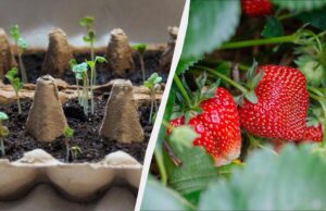 Час садити розсаду полуниці: ось які дні найвдаліші – ягоди будуть величезними Час-садити-розсаду-полуниці:-ось-які-дні-найвдаліші-–-ягоди-будуть-величезними