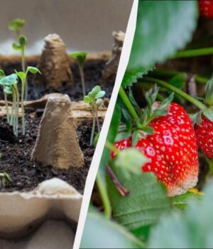 Час-садити-розсаду-полуниці:-ось-які-дні-найвдаліші-–-ягоди-будуть-величезними