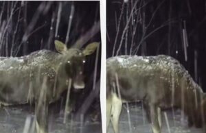 Густе хутро та довгі ноги: біля Чорнобиля зафіксували величну тварину Густе-хутро-та-довгі-ноги:-біля-Чорнобиля-зафіксували-величну-тварину