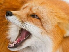 У селі на Волині запровадили карантин через лисицю зі сказом У-селі-на-Волині-запровадили-карантин-через-лисицю-зі-сказом