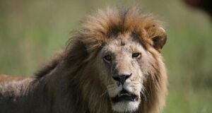 Cправжні захисники: названо 5 порід собак, які були виведені для боротьби з левами cправжні-захисники:-названо-5-порід-собак,-які-були-виведені-для-боротьби-з-левами