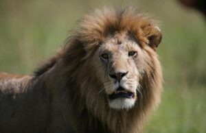 Cправжні захисники: названо 5 порід собак, які були виведені для боротьби з левами cправжні-захисники:-названо-5-порід-собак,-які-були-виведені-для-боротьби-з-левами