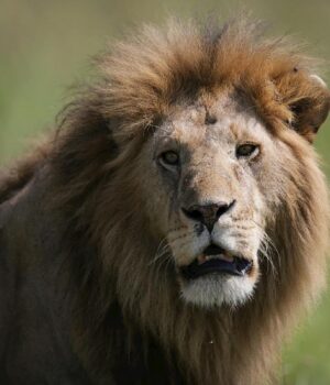 cправжні-захисники:-названо-5-порід-собак,-які-були-виведені-для-боротьби-з-левами