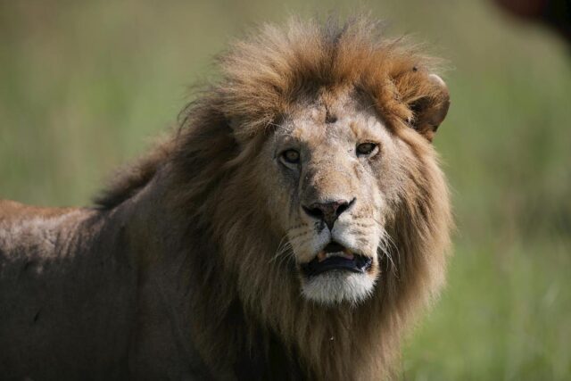 Cправжні захисники: названо 5 порід собак, які були виведені для боротьби з левами cправжні-захисники:-названо-5-порід-собак,-які-були-виведені-для-боротьби-з-левами