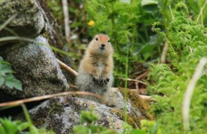 Арктична білка “вимикає” мозок на 8 місяців і не вмирає: біологи пояснили цей феномен Арктична-білка-“вимикає”-мозок-на-8-місяців-і-не-вмирає:-біологи-пояснили-цей-феномен