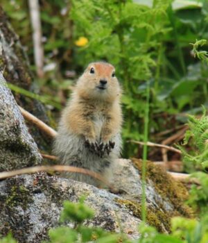 Арктична-білка-“вимикає”-мозок-на-8-місяців-і-не-вмирає:-біологи-пояснили-цей-феномен
