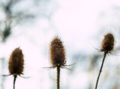 День ангела 8 лютого: кого та як вітати з іменинами День-ангела-8 лютого:-кого-та як вітати-з іменинами