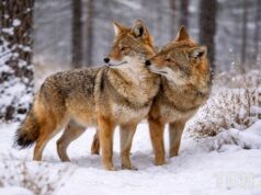 Дика природа України під час війни: як виживають шакали (відео) Дика-природа-України-під-час-війни:-як виживають-шакали-(відео)