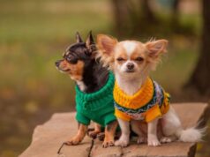 Чому сучасний одяг для собак — це не мода, а турбота про здоров’я Чому-сучасний-одяг-для-собак-—-це-не-мода,-а-турбота-про-здоров’я