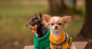 Чому сучасний одяг для собак — це не мода, а турбота про здоров’я Чому-сучасний-одяг-для-собак-—-це-не-мода,-а-турбота-про-здоров’я