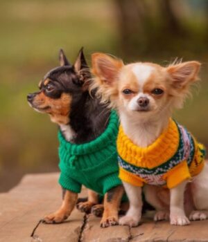 Чому-сучасний-одяг-для-собак-—-це-не-мода,-а-турбота-про-здоров’я