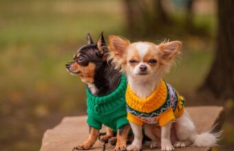 Чому сучасний одяг для собак — це не мода, а турбота про здоров’я Чому-сучасний-одяг-для-собак-—-це-не-мода,-а-турбота-про-здоров’я