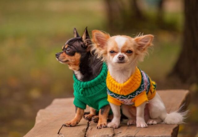Чому сучасний одяг для собак — це не мода, а турбота про здоров’я Чому-сучасний-одяг-для-собак-—-це-не-мода,-а-турбота-про-здоров’я