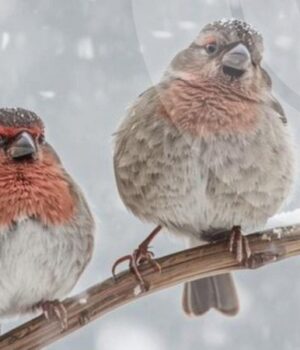 Якою-буде-погода-у-Луцьку-та-на-Волині-в-понеділок,-9-лютого