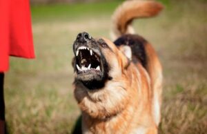 Вкусив дівчину за ніжку: волинянин залишився без собаки Вкусив-дівчину-за-ніжку:-волинянин-залишився-без-собаки