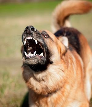 Вкусив-дівчину-за-ніжку:-волинянин-залишився-без-собаки