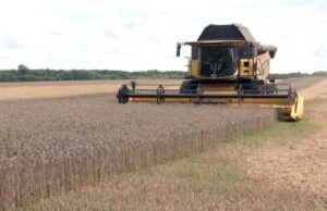 Урожай-2025 на Волині: скільки зерна та цукрових буряків зібрали аграрії минулого року Урожай-2025-на-Волині:-скільки-зерна-та-цукрових-буряків-зібрали-аграрії-минулого-року