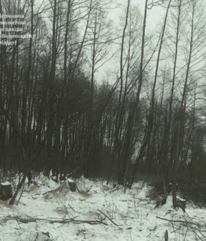 На-Волині-виявили-незаконну-вирубку-дерев-на-майже-2-мільйони-гривень