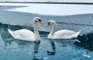 «Не годуйте птахів хлібом»: у Баєві біля Луцька загинули лебеді. ВІДЕО «Не-годуйте-птахів-хлібом»:-у-Баєві-біля-Луцька-загинули-лебеді.-ВІДЕО