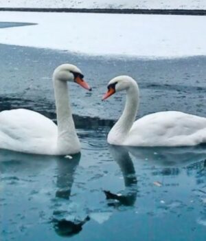 «Не-годуйте-птахів-хлібом»:-у-Баєві-біля-Луцька-загинули-лебеді.-ВІДЕО