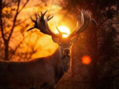 На Київщині браконьєр застрелив всесвітньовідомого оленя На-Київщині-браконьєр-застрелив-всесвітньовідомого-оленя