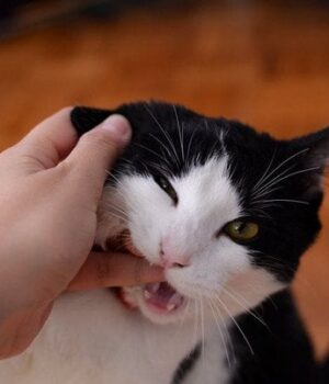 Ваш-кіт-вас-шалено-любить:-ось-сім-жестів,-які-це підтверджують