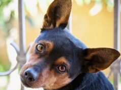 Через війну в Україні почалася зворотна еволюція собак Через-війну-в-Україні-почалася-зворотна-еволюція-собак