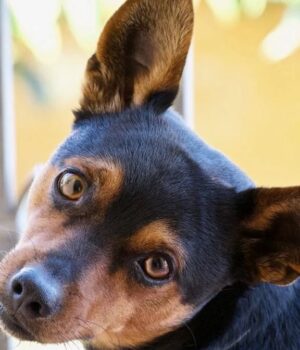 Через-війну-в-Україні-почалася-зворотна-еволюція-собак