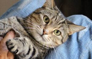 Як зрозуміти, що кіт вас поважає: експерти перелічили 7 ознак Як-зрозуміти,-що-кіт-вас-поважає:-експерти-перелічили-7-ознак