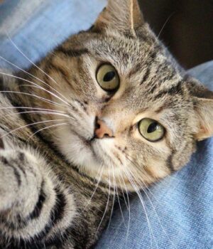 Як-зрозуміти,-що-кіт-вас-поважає:-експерти-перелічили-7-ознак