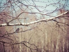 День ангела 10 лютого: кого та як вітати з іменинами День-ангела-10 лютого:-кого-та як вітати-з іменинами