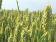 На Волині готуються до весняної посівної: що посіють на майже 600 тисяч гектарах землі На-Волині-готуються-до-весняної-посівної:-що-посіють-на-майже-600-тисяч-гектарах-землі