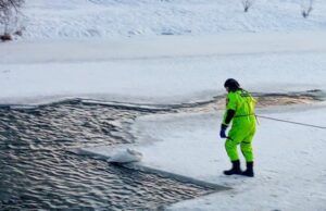 Із крижаної пастки у Луцьку бійці ДСНС врятували знесиленого лебедя Із-крижаної-пастки-у-Луцьку-бійці-ДСНС-врятували-знесиленого-лебедя