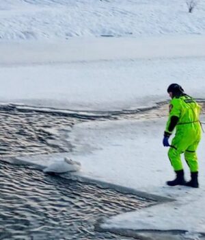 Із-крижаної-пастки-у-Луцьку-бійці-ДСНС-врятували-знесиленого-лебедя